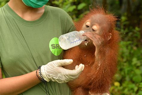 2018 in Review: The State of Orangutan Conservation